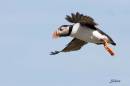 Puffin3611.JPG