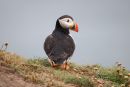 Puffin_Fratercula_19-6-2019_.jpg