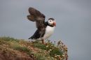 Puffin_Fratercula_19-6-2019_2.jpg