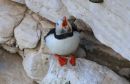 Puffin_Fratercula_22-5-2019.jpg
