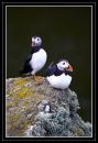 Puffins.jpg