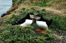 Puffins_In_Love2_Large_.jpg