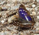 Purple_Emperor.JPG