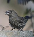 Purple_Finch_DSC6615.jpg