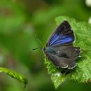 Purple_Hairstreak-1.jpg