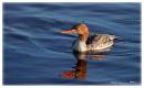 RBMerganser.jpg