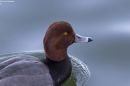 REDHEAD_DUCK_2017_WM_RS_0001.jpg