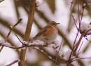 /gallery/data/501/thumbs/REDWING_3.jpg