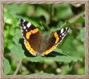 RED_ADMIRAL2.jpg