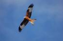 RED_KITE1.jpg