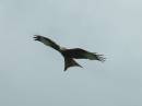 RED_KITE_1.jpg