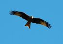 RED_KITE_21.jpg