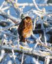 REED_BUNTING_2.jpg