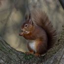 REd_squirrel_clasic.JPG