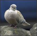 RING-NECK-DOVE_.jpg
