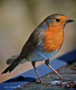 ROBIN_copy.jpg