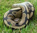 ROYAL_PYTHON.jpg