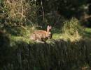Rabbit0038_1.jpg