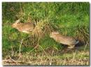 Rabbit170107.jpg