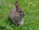 Rabbit5.JPG