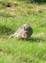 Rabbits120706_2_.jpg