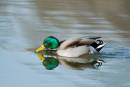 Racing-Mallard.jpg