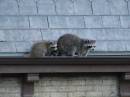 Racoons_on_roof.jpg