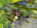 Raft_Spider.jpg