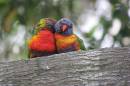 Rainbow_Lorikeets_2870.jpg