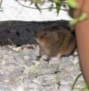 Rat240707.jpg