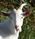 Rathlin_Goat.jpg