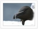 Razorbill2.jpg