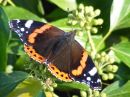 Red-Admiral1.jpg