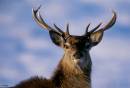 Red-Deer-Stag.jpg