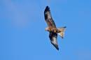 Red-Kite-9jpg.jpg