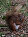 Red-Squirrell.jpg