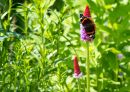 Red-and-Btfly.jpg