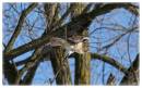 RedTail1-3660_1.jpg