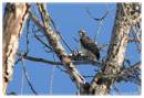 RedTail3-3669_1.jpg