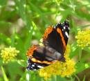 Red_Admiral1.jpg