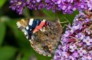 Red_Admiral3.jpg