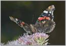 Red_Admiral_7.jpg