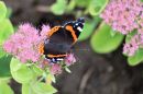 Red_Admiral_800.JPG