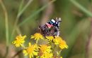 Red_Admiral_Vanessa_Atalanta_4-10-2016_1.jpg