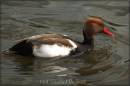 Red_Crested_Pochard_Small.jpg