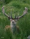 Red_Deer_stag_in_velvet.jpg