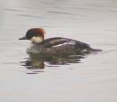 Red_Head_Smew.JPG