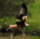 Red_Kite_2_LR.jpg
