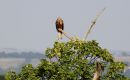 Red_Kite_Milvus_Milvus_26-7-2018.jpg