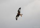 Red_Kite_Wetherby_13-4-14_Milvus_Milvus_.jpg